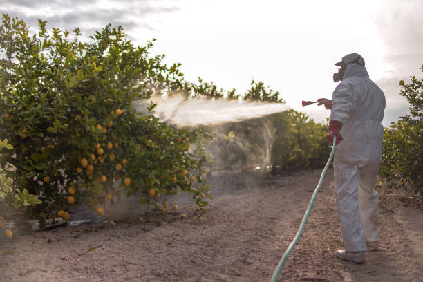 Best Wasp Removal Services  in River Ridge, LA