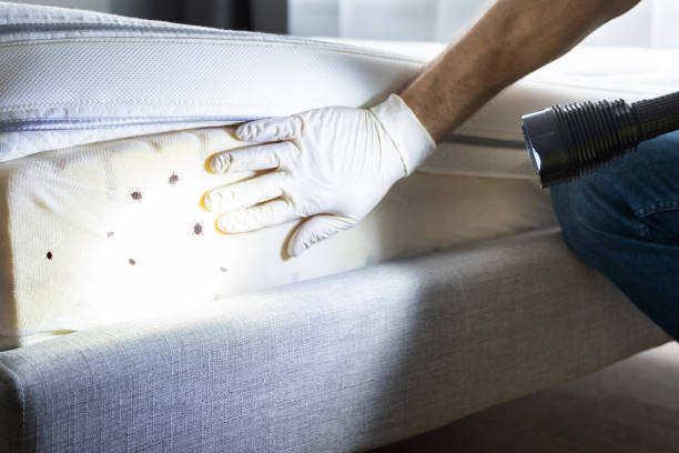 Best Emergency Pest Control  in River Ridge, LA