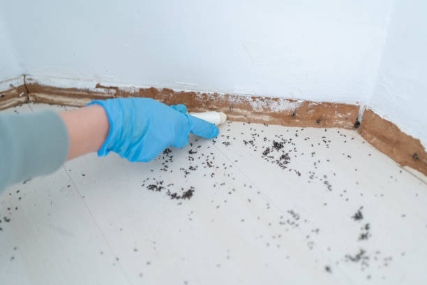 Best Best Pest Control Companies  in River Ridge, LA